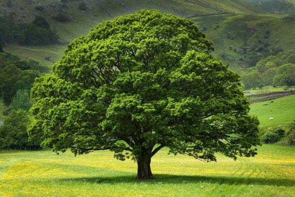 English Oak Tree in field of Buttercups